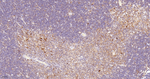 Caspase 3 p17 Antibody in Immunohistochemistry (Paraffin) (IHC (P))