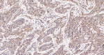 Caspase 3 p17 Antibody in Immunohistochemistry (Paraffin) (IHC (P))