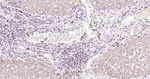 Caspase 3 p17 Antibody in Immunohistochemistry (Paraffin) (IHC (P))