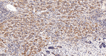 Caspase 3 p17 Antibody in Immunohistochemistry (Paraffin) (IHC (P))