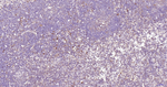 Caspase 3 p17 Antibody in Immunohistochemistry (Paraffin) (IHC (P))