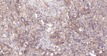 Caspase 3 p17 Antibody in Immunohistochemistry (Paraffin) (IHC (P))