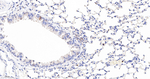 Caspase 3 p17 Antibody in Immunohistochemistry (Paraffin) (IHC (P))