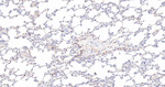 Caspase 3 p17 Antibody in Immunohistochemistry (Paraffin) (IHC (P))