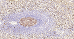 Caspase 3 p17 Antibody in Immunohistochemistry (Paraffin) (IHC (P))