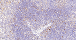 Caspase 3 p17 Antibody in Immunohistochemistry (Paraffin) (IHC (P))