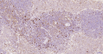 Caspase 3 p17 Antibody in Immunohistochemistry (Paraffin) (IHC (P))