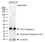 Caspase 3 p17 Antibody in Western Blot (WB)