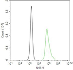 Nrf2 Antibody in Flow Cytometry (Flow)