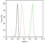 Nrf2 Antibody in Flow Cytometry (Flow)