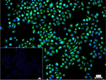 Nrf2 Recombinant Rabbit Monoclonal Antibody (20H5)