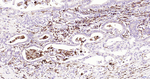Nrf2 Antibody in Immunohistochemistry (Paraffin) (IHC (P))