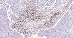 Nrf2 Antibody in Immunohistochemistry (Paraffin) (IHC (P))
