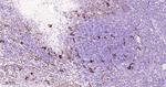 Nrf2 Antibody in Immunohistochemistry (Paraffin) (IHC (P))