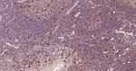 Nrf2 Antibody in Immunohistochemistry (Paraffin) (IHC (P))