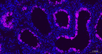 Nrf2 Antibody in Immunohistochemistry (Paraffin) (IHC (P))