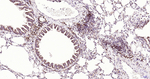Nrf2 Antibody in Immunohistochemistry (Paraffin) (IHC (P))