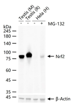 Nrf2 Antibody in Western Blot (WB)