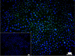Caveolin 2 Antibody in Immunocytochemistry (ICC/IF)