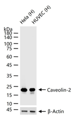 Caveolin 2 Antibody in Western Blot (WB)