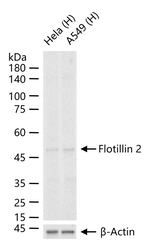 Flotillin 2 Recombinant Rabbit Monoclonal Antibody (7G8)