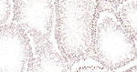 Phospho-CREB (Ser133) Antibody in Immunohistochemistry (Paraffin) (IHC (P))