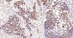 Phospho-CREB (Ser133) Recombinant Rabbit Monoclonal Antibody (20B3)