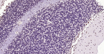 Phospho-CREB (Ser133) Antibody in Immunohistochemistry (Paraffin) (IHC (P))