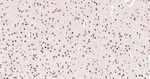 Phospho-CREB (Ser133) Antibody in Immunohistochemistry (Paraffin) (IHC (P))