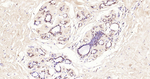 Phospho-CREB (Ser133) Antibody in Immunohistochemistry (Paraffin) (IHC (P))