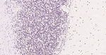 Phospho-CREB (Ser133) Antibody in Immunohistochemistry (Paraffin) (IHC (P))