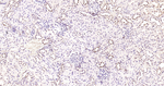 Phospho-CREB (Ser133) Antibody in Immunohistochemistry (Paraffin) (IHC (P))