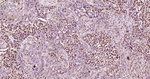 Phospho-CREB (Ser133) Antibody in Immunohistochemistry (Paraffin) (IHC (P))