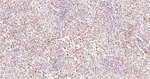 Phospho-CREB (Ser133) Antibody in Immunohistochemistry (Paraffin) (IHC (P))