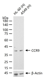 CCR9 Antibody in Western Blot (WB)