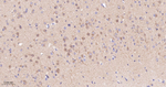Phospho-PP2A alpha (Ser307) Antibody in Immunohistochemistry (Paraffin) (IHC (P))