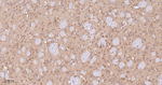 Phospho-PP2A alpha (Ser307) Antibody in Immunohistochemistry (Paraffin) (IHC (P))