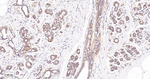 Phospho-PP2A alpha (Ser307) Antibody in Immunohistochemistry (Paraffin) (IHC (P))