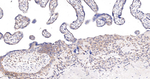 Phospho-PP2A alpha (Ser307) Recombinant Rabbit Monoclonal Antibody (10C3)