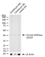 SETD7 Recombinant Rabbit Monoclonal Antibody (9C1)
