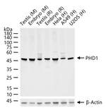 PHD1 Recombinant Rabbit Monoclonal Antibody (8E8)