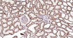 SHH Antibody in Immunohistochemistry (Paraffin) (IHC (P))