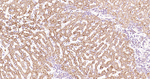 SHH Antibody in Immunohistochemistry (Paraffin) (IHC (P))