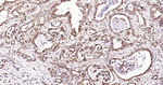 SHH Recombinant Rabbit Monoclonal Antibody (18F7)