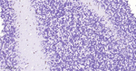 OLIG2 Recombinant Rabbit Monoclonal Antibody (5A15)