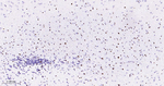 OLIG2 Antibody in Immunohistochemistry (Paraffin) (IHC (P))