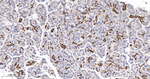 ENO1 Antibody in Immunohistochemistry (Paraffin) (IHC (P))