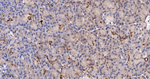 ENO1 Antibody in Immunohistochemistry (Paraffin) (IHC (P))
