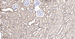 ENO1 Antibody in Immunohistochemistry (Paraffin) (IHC (P))