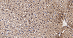 ENO1 Antibody in Immunohistochemistry (Paraffin) (IHC (P))